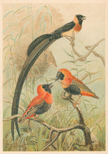 Load image into Gallery viewer, Smit, P.J.  “Weaver Birds.”  From Richard Lydekker’s "The New Natural History"