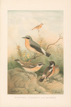 Load image into Gallery viewer, Smit, P.J.  “Wheatear, Stonechat and Whinchat.”  From Richard Lydekker’s "The New Natural History"
