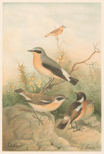 Load image into Gallery viewer, Smit, P.J.  “Wheatear, Stonechat and Whinchat.”  From Richard Lydekker’s "The New Natural History"