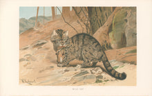 Load image into Gallery viewer, Kuhnert, W. “Wild Cat.” From Richard Lydekker’s "The New Natural History"