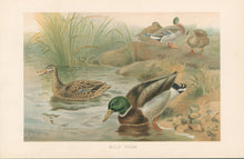 Load image into Gallery viewer, Smit, P.J.  “Wild Duck.”  From Richard Lydekker’s "The New Natural History"