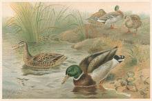 Load image into Gallery viewer, Smit, P.J.  “Wild Duck.”  From Richard Lydekker’s "The New Natural History"