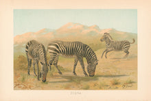 Load image into Gallery viewer, Smit, P.J. “Zebra.” From Richard Lydekker’s "The New Natural History"