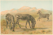 Load image into Gallery viewer, Smit, P.J. “Zebra.” From Richard Lydekker’s "The New Natural History"