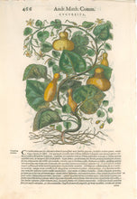 Load image into Gallery viewer, Mattioli, Pietro Andrea “Cucurbita” From de Materia Medica