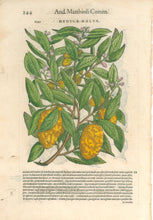 Load image into Gallery viewer, Mattioli, Pietro Andrea "Medica Malus" From de Materia Medica