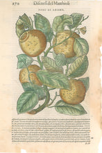 Load image into Gallery viewer, Mattioli, Pietro Andrea "Pomi di Adamo" From "I Discorsi... nelli sei libri di Pedacio Dioscoridi Anazarbeo della materia medicinale..."