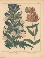 Load image into Gallery viewer, Edwards, Sydenham  Plate 1.  From Alexander McDonald’s "A Complete Dictionary of Practical Gardening"