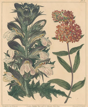 Load image into Gallery viewer, Edwards, Sydenham  Plate 1.  From Alexander McDonald’s "A Complete Dictionary of Practical Gardening"