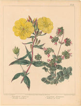 Load image into Gallery viewer, Edwards, Sydenham  Plate 39.  From Alexander McDonald’s "A Complete Dictionary of Practical Gardening"