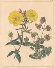 Load image into Gallery viewer, Edwards, Sydenham  Plate 39.  From Alexander McDonald’s "A Complete Dictionary of Practical Gardening"