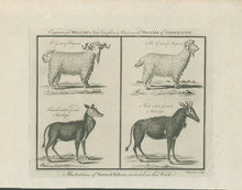Load image into Gallery viewer, Millar, George Henry  “Angora Goat (male &amp; female); White-footed Antelope (male &amp; female).”
