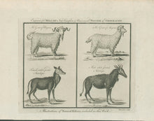 Load image into Gallery viewer, Millar, George Henry “Angora Goat (male & female); White-footed Antelope (male & female).”