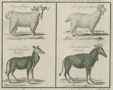 Load image into Gallery viewer, Millar, George Henry  “Angora Goat (male &amp; female); White-footed Antelope (male &amp; female).”
