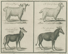 Load image into Gallery viewer, Millar, George Henry “Angora Goat (male & female); White-footed Antelope (male & female).”