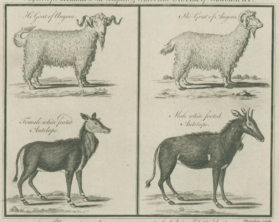 Millar, George Henry  “Angora Goat (male & female); White-footed Antelope (male & female).”