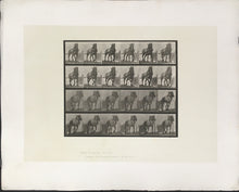 Load image into Gallery viewer, Muybridge, Eadweard “Hauling, Billy” Plate 568