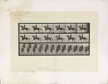 Load image into Gallery viewer, Muybridge, Eadweard “Racking, saddle, Pronto” Pl. 593