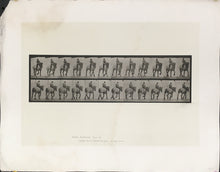Load image into Gallery viewer, Muybridge, Eadweard “Trotting, bareback, Dusel” Pl. 599
