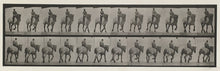 Load image into Gallery viewer, Muybridge, Eadweard “Trotting, bareback, Dusel” Pl. 599