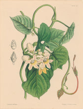 Load image into Gallery viewer, Constans, L.  Plate 101.  From "Paxton’s Flower Garden"