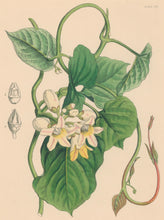 Load image into Gallery viewer, Constans, L.  Plate 101.  From "Paxton’s Flower Garden"