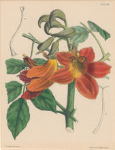 Load image into Gallery viewer, Constans, L.  Plate 104.  From "Paxton’s Flower Garden"