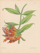 Load image into Gallery viewer, Constans, L.  Plate 108.  From "Paxton’s Flower Garden"