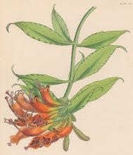 Load image into Gallery viewer, Constans, L.  Plate 108.  From "Paxton’s Flower Garden"