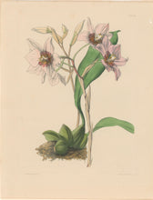 Load image into Gallery viewer, Constans, L.  "Cervantes Odontoglot; Odontoglossum Cervantesii." Plate 15.  From "Paxton’s Flower Garden"