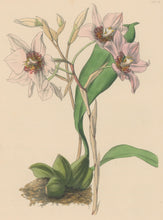 Load image into Gallery viewer, Constans, L.  &quot;Cervantes Odontoglot; Odontoglossum Cervantesii.&quot; Plate 15.  From &quot;Paxton’s Flower Garden&quot;
