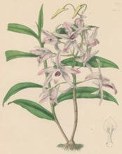 Load image into Gallery viewer, Constans, L.  "Transparent Dendrobe; Dendrobium Transparens." Plate 27.  From "Paxton’s Flower Garden"