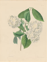 Load image into Gallery viewer, Paxton, Joseph.  “Crimped Gueldres Rose.” Plate 29.