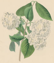 Load image into Gallery viewer, Paxton, Joseph.  “Crimped Gueldres Rose.” Plate 29.