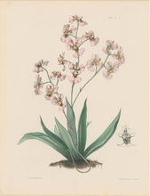 Load image into Gallery viewer, Constans, L.  &quot;Variegated Oncid; Oncidium Variegatum.&quot; Plate 33.  From &quot;Paxton’s Flower Garden&quot;
