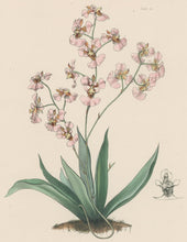 Load image into Gallery viewer, Constans, L.  "Variegated Oncid; Oncidium Variegatum." Plate 33.  From "Paxton’s Flower Garden"