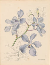 Load image into Gallery viewer, Constans, L.  "Blue Vanda; Vanda Coerulea." Plate 36.  From "Paxton’s Flower Garden"