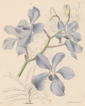 Load image into Gallery viewer, Constans, L.  "Blue Vanda; Vanda Coerulea." Plate 36.  From "Paxton’s Flower Garden"