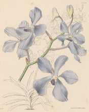 Load image into Gallery viewer, Constans, L.  &quot;Blue Vanda; Vanda Coerulea.&quot; Plate 36.  From &quot;Paxton’s Flower Garden&quot;
