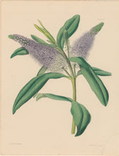 Load image into Gallery viewer, Constans, L.  Plate 38.  From "Paxton’s Flower Garden"