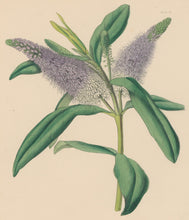 Load image into Gallery viewer, Constans, L.  Plate 38.  From "Paxton’s Flower Garden"