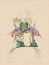 Load image into Gallery viewer, Constans, L.  "Spotted Pleione; Pleione Maculata and Bottle Pleione; Pleione Legenaria." Plate 39.  From "Paxton’s Flower Garden"