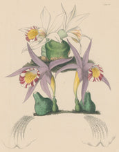 Load image into Gallery viewer, Constans, L.  "Spotted Pleione; Pleione Maculata and Bottle Pleione; Pleione Legenaria." Plate 39.  From "Paxton’s Flower Garden"