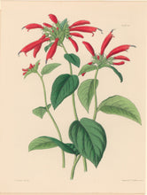 Load image into Gallery viewer, Constans, L.  Plate 44.  From "Paxton’s Flower Garden"