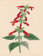 Load image into Gallery viewer, Constans, L.  Plate 47.  From "Paxton’s Flower Garden"