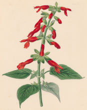 Load image into Gallery viewer, Constans, L.  Plate 47.  From "Paxton’s Flower Garden"