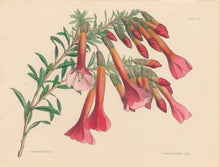 Load image into Gallery viewer, Constans, L.  Plate 49.  From "Paxton’s Flower Garden"