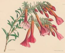 Load image into Gallery viewer, Constans, L.  Plate 49.  From "Paxton’s Flower Garden"