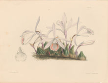 Load image into Gallery viewer, Constans, L.  "Humble Pleione; Pleione Humilis." Plate 51.  From "Paxton’s Flower Garden"