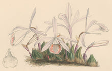 Load image into Gallery viewer, Constans, L.  "Humble Pleione; Pleione Humilis." Plate 51.  From "Paxton’s Flower Garden"